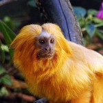 Mico-leão-dourado