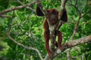 Red Howler Monkey