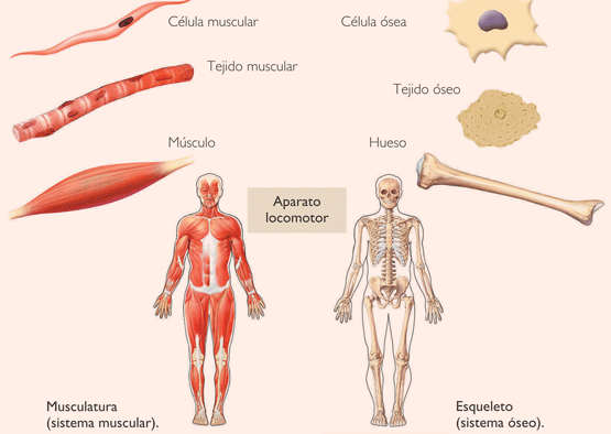 Doenças do sistema locomotor - DicasFree.comDicasFree.com