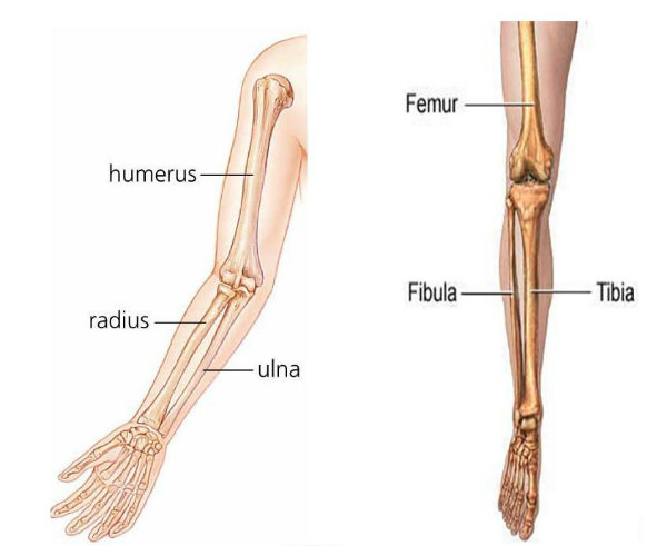 Fun O De Cada Osso Do Corpo Humano Dicasfree Com