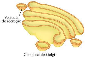 Fun O Do Complexo De Golgi Dicasfree Com